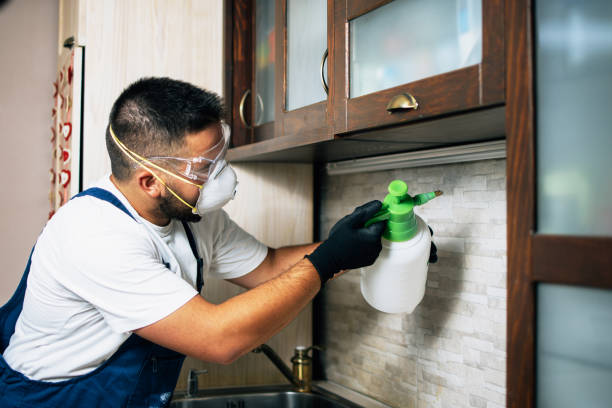 Best Local Pest Control Services  in Newbern, TN