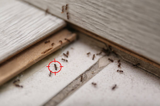 Best Pest Control Near Me in Newbern, TN