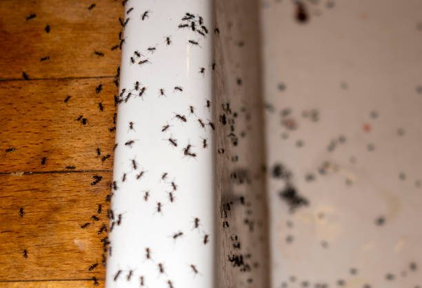 Best Cockroach Control Services  in Newbern, TN