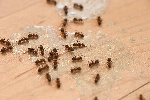Best Exterminator Services  in Newbern, TN
