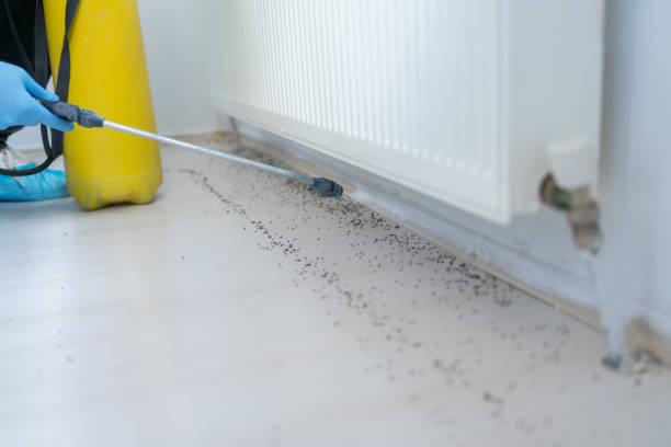 Insect Control in Newbern, TN